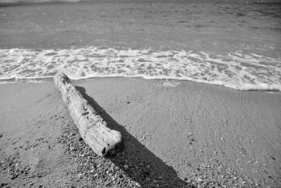 海に流れ着いた木材